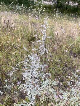 Imagem de Artemisia gmelinii Weber ex Stechmann