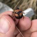 Plancia ëd Bolbocerosoma hamatum Brown 1929