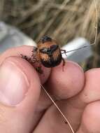 Image of Bolbocerosoma hamatum Brown 1929