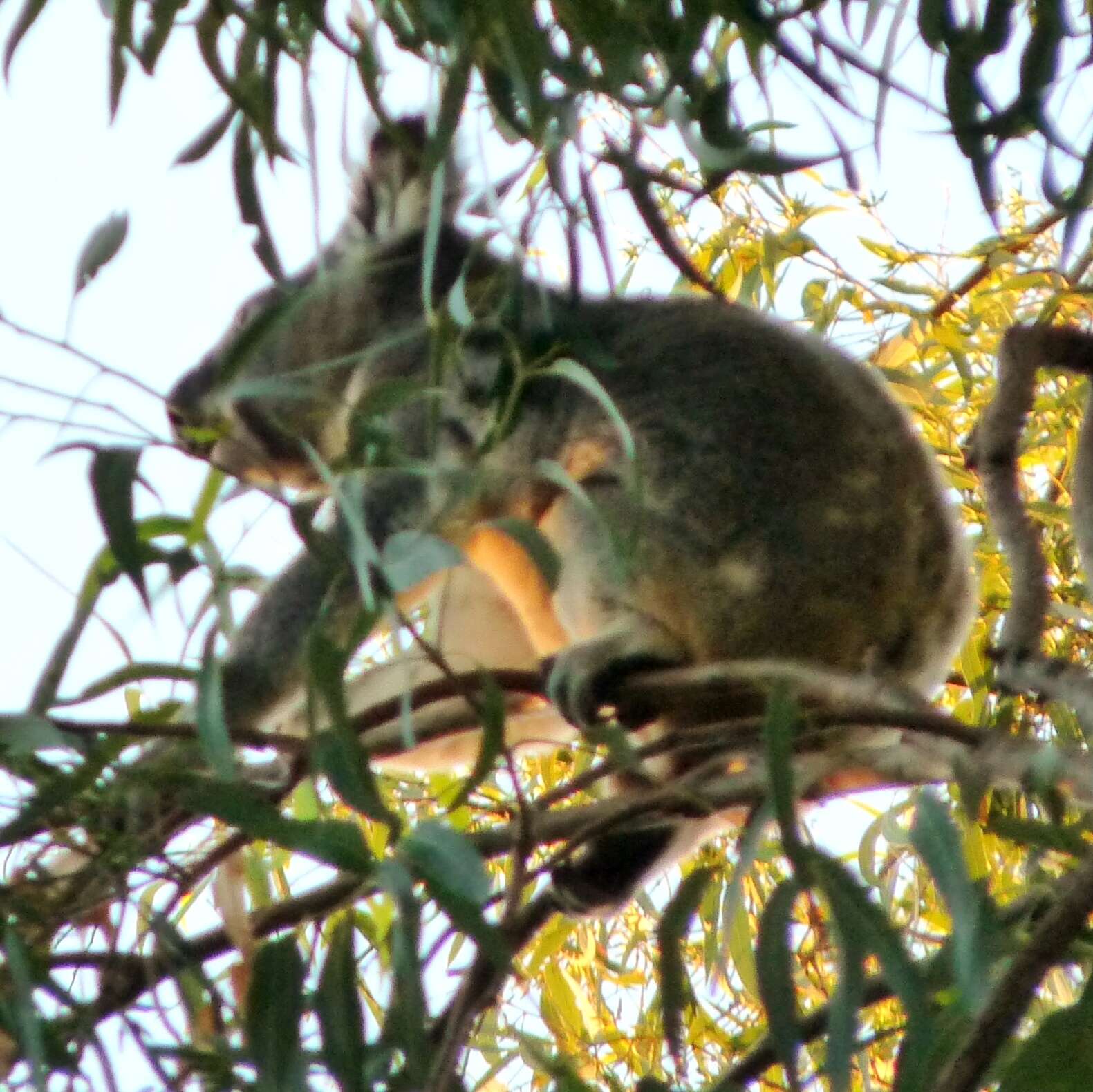 Image of koalas