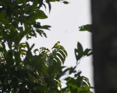 Image of Grey-headed Parakeet