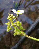 Sivun Sagittaria platyphylla (Engelm.) J. G. Sm. kuva