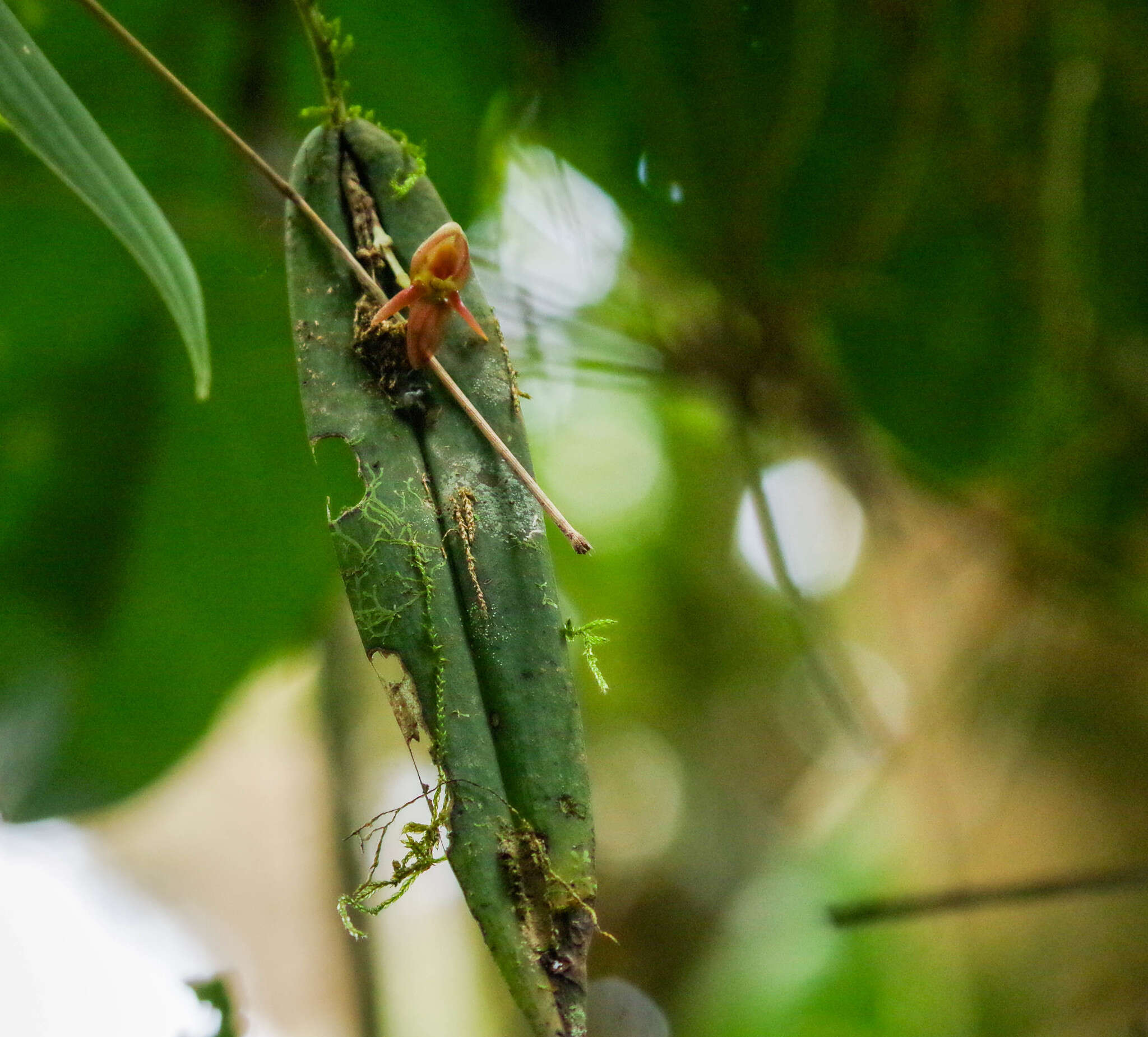 Image of Pleurothallis variabilis Luer