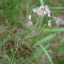 Слика од Antennaria howellii subsp. petaloidea (Fern.) R. J. Bayer