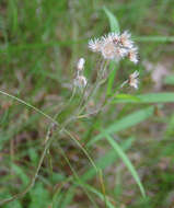 Image de Antennaria howellii subsp. petaloidea (Fern.) R. J. Bayer