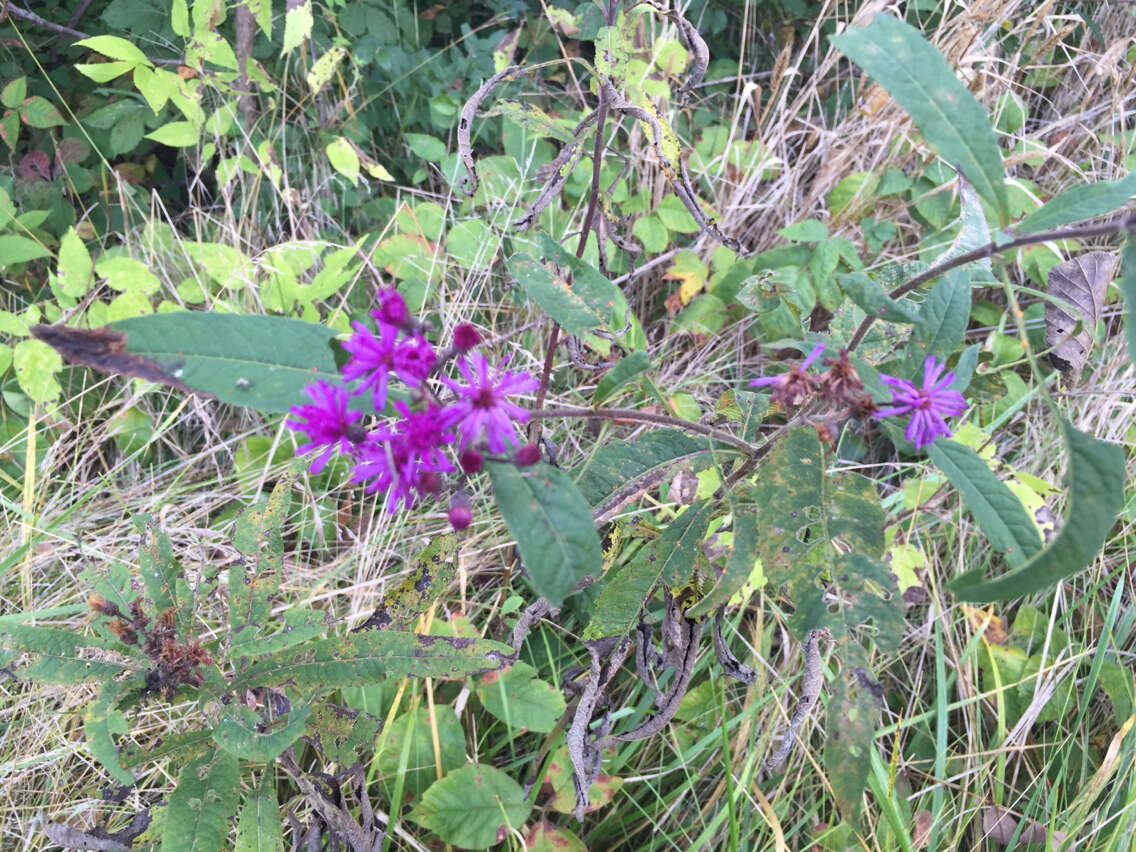 Vernonia gigantea (Walt.) Trel. ex Branner & Coville resmi