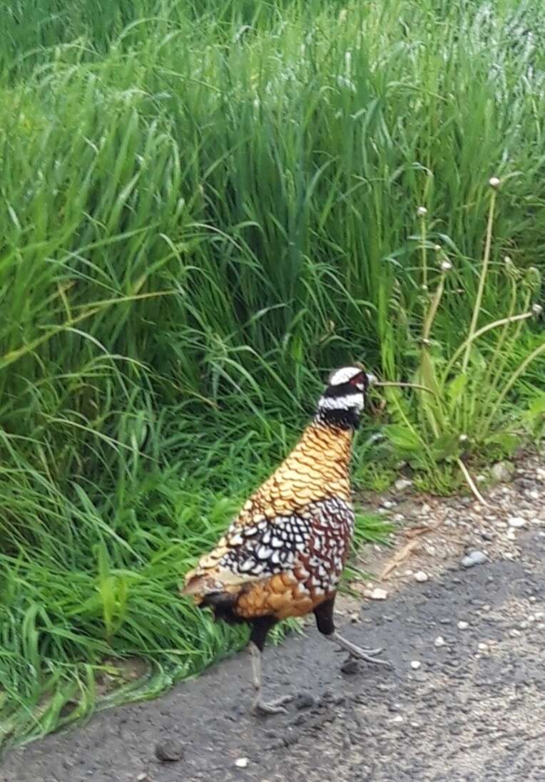 Image of Reeves's Pheasant