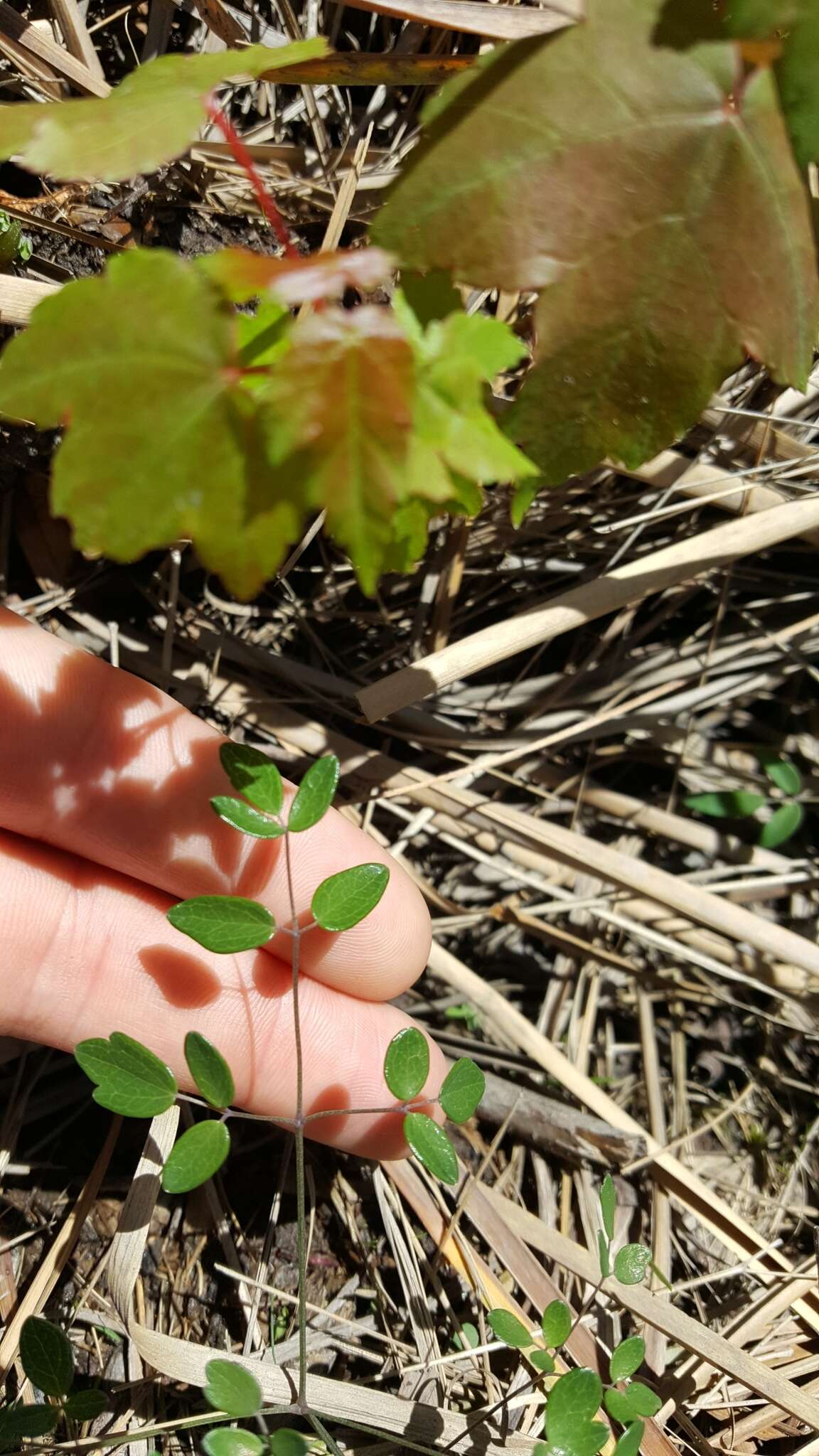 Thalictrum cooleyi Ahles的圖片