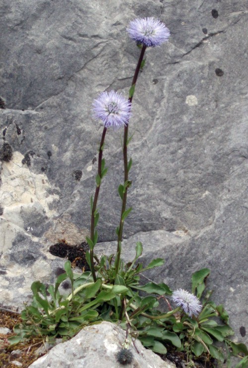 Globularia vulgaris (rights holder: Brbol)