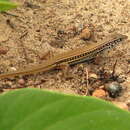 Image of Straight-browed Ctenotus