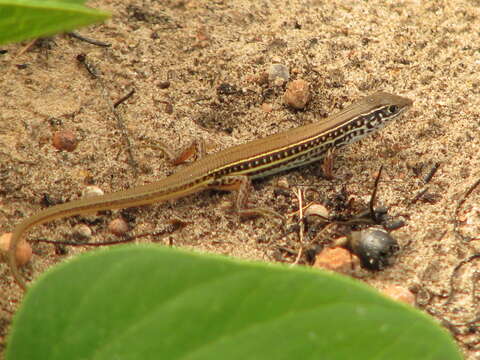 صورة Ctenotus spaldingi (Macleay 1877)