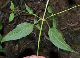 Image de Lysimachia radicans Hook.