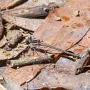 Image of Allopodagrion contortum (Hagen ex Selys 1862)