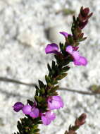 Image of Muraltia curvipetala Levyns