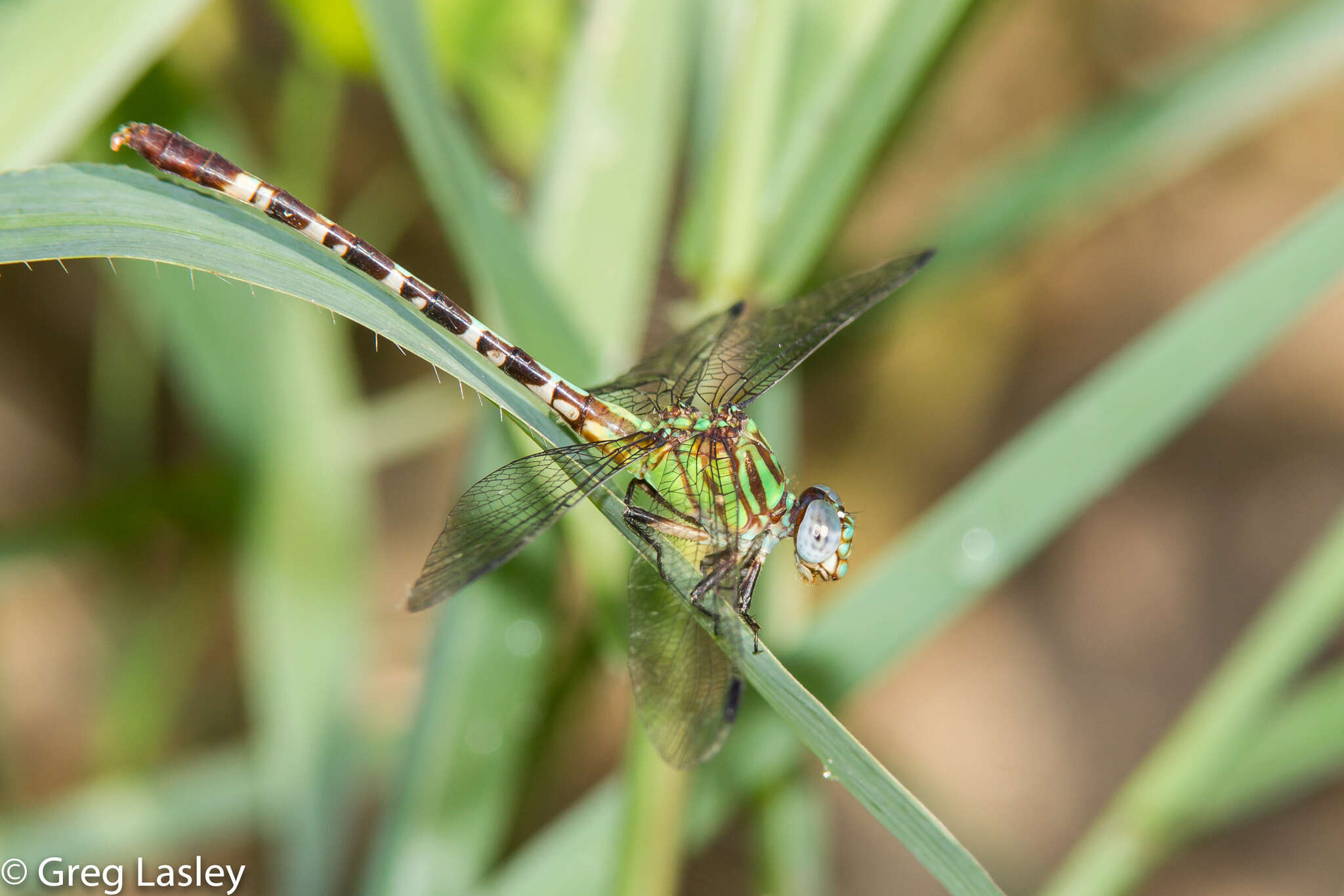 Image of Blue-faced Ringtail