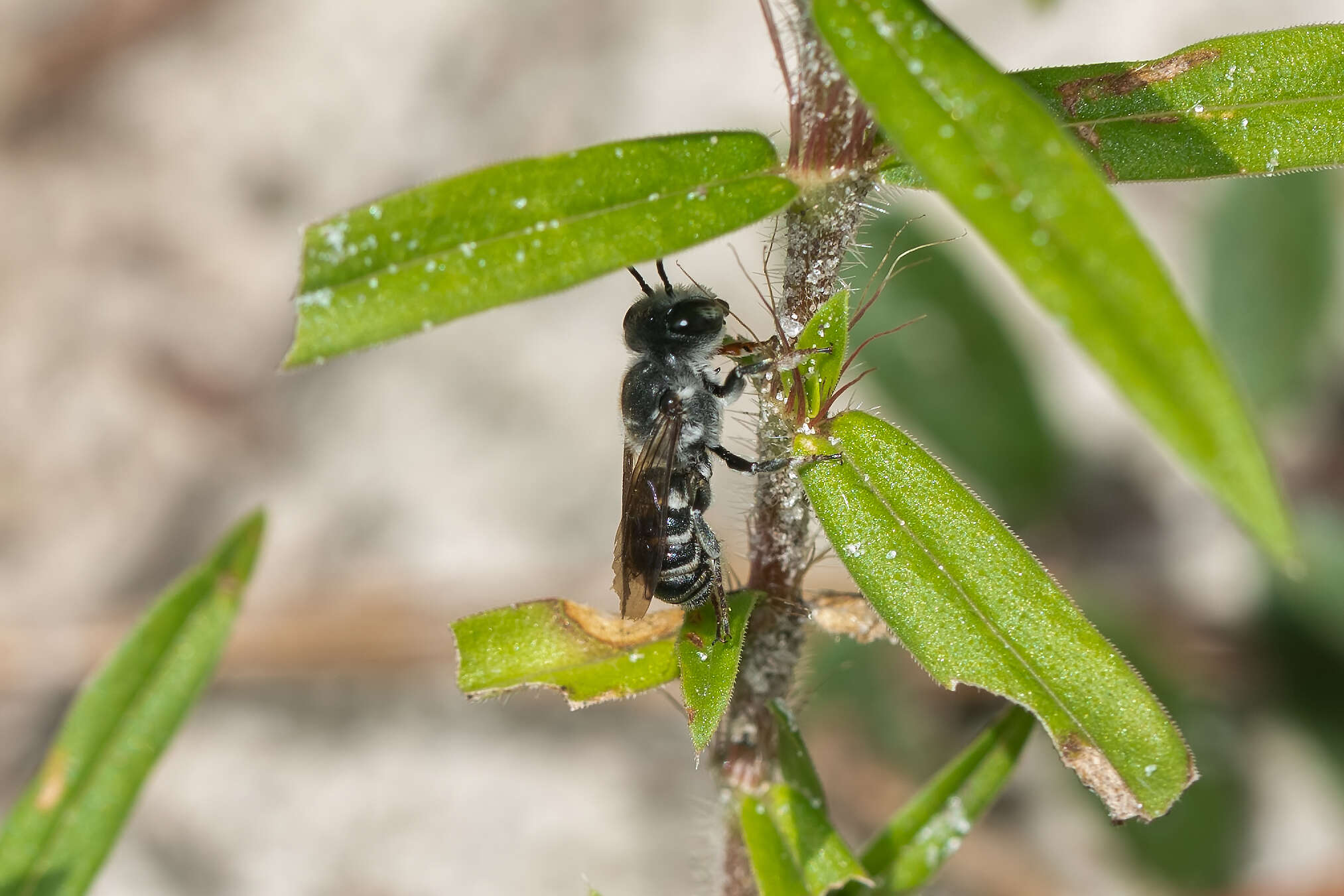 Image of Megachile georgica Cresson 1878