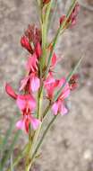 Sivun Indigofera buchananii Burtt Davy kuva