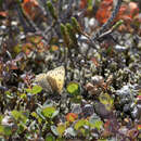 Image of Lycaena phlaeas feildeni (M'Lachlan 1878)