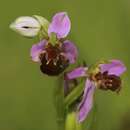 Image of Ophrys apifera var. apifera