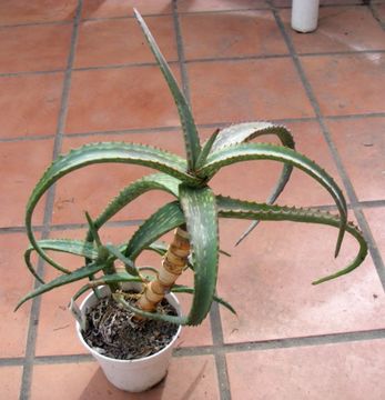 Image of Camper's aloe