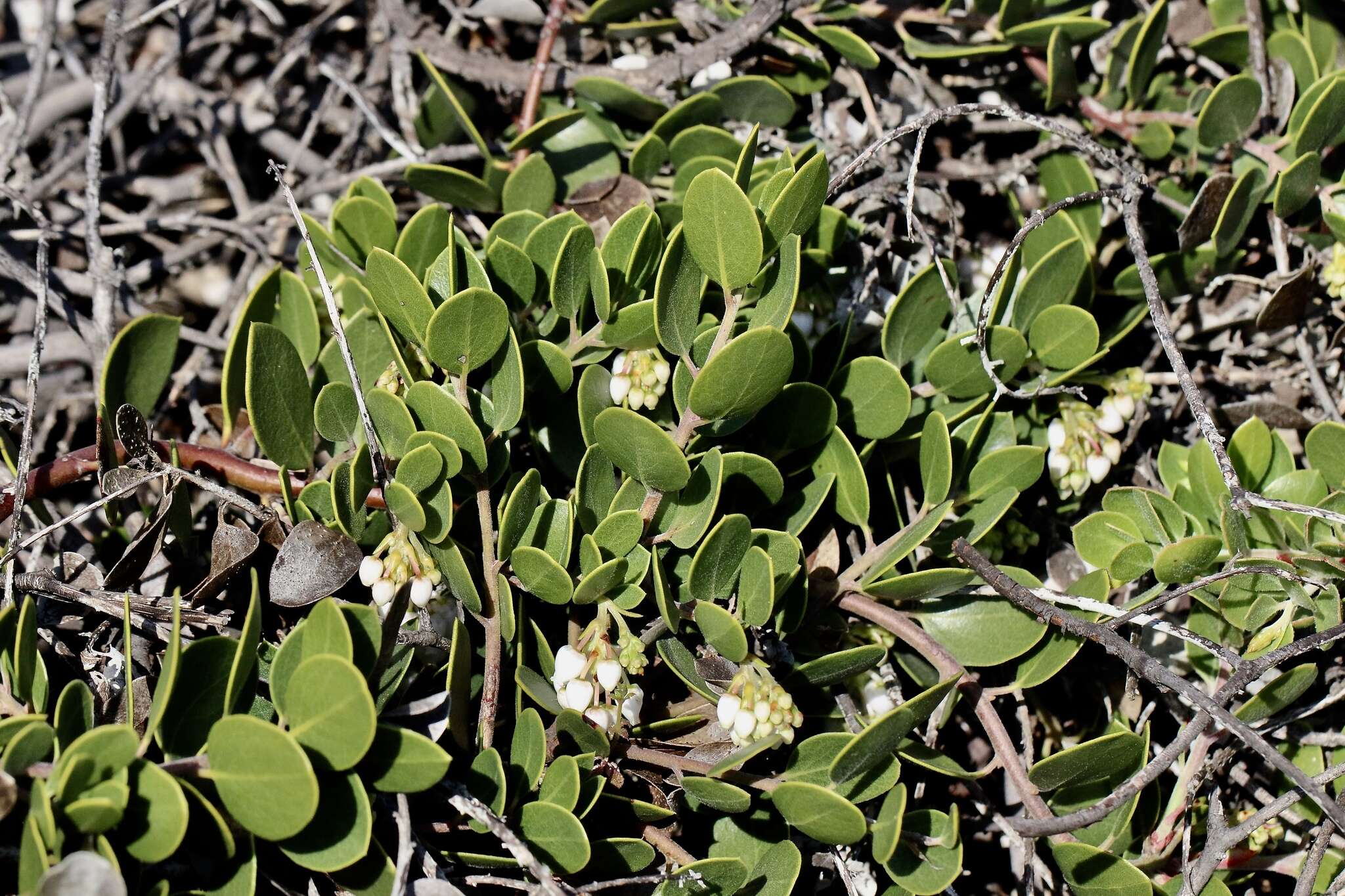 Слика од <i>Arctostaphylos montana</i> subsp. <i>ravenii</i>