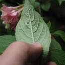 Image of Weigela decora (Nakai) Nakai