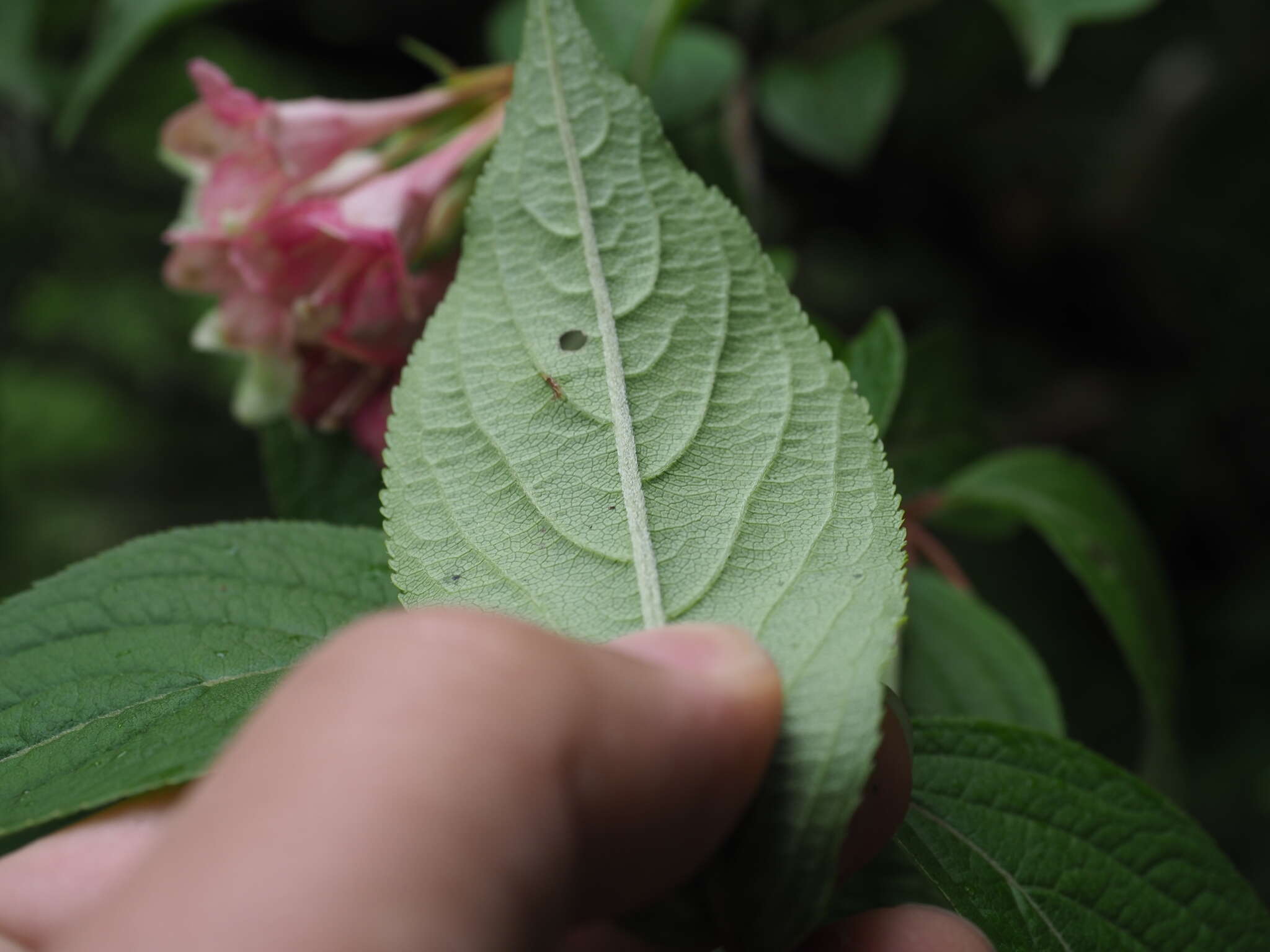 Image of Weigela decora (Nakai) Nakai