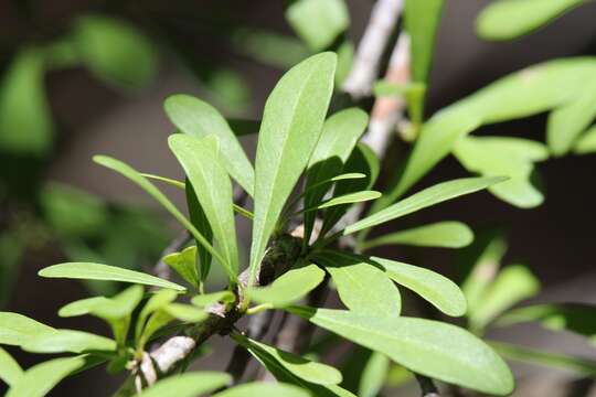 Image of saffron plum