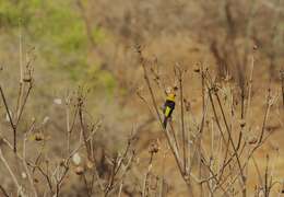 Image of White-edged Oriole