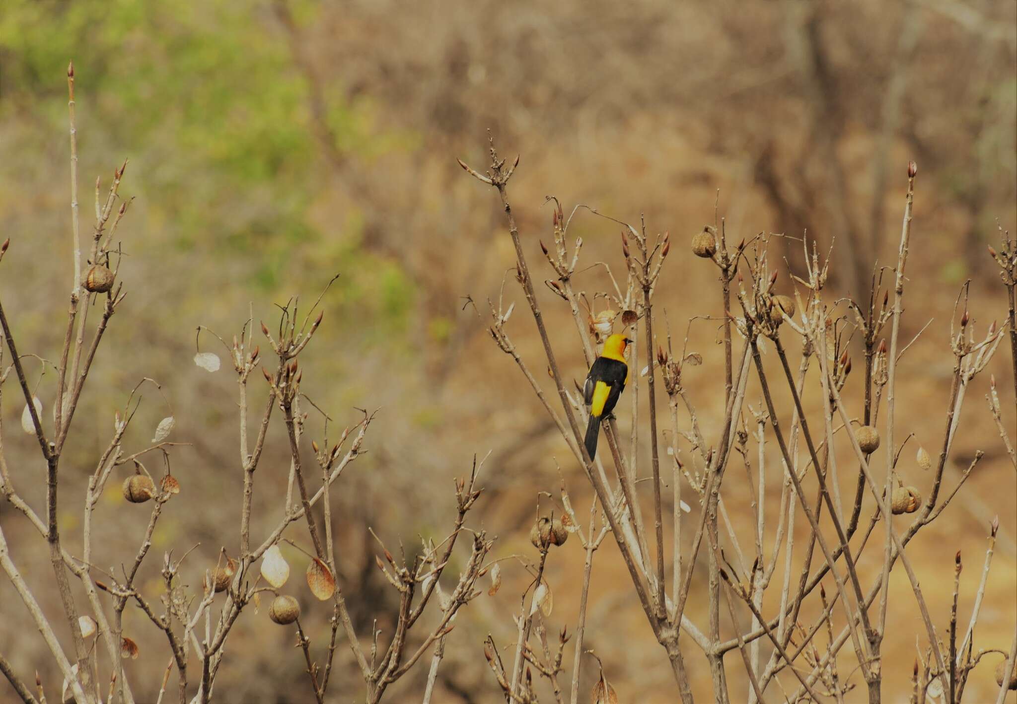 Image of White-edged Oriole