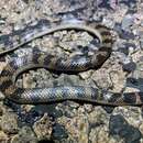 Image of Northern Shovel-nosed Snake