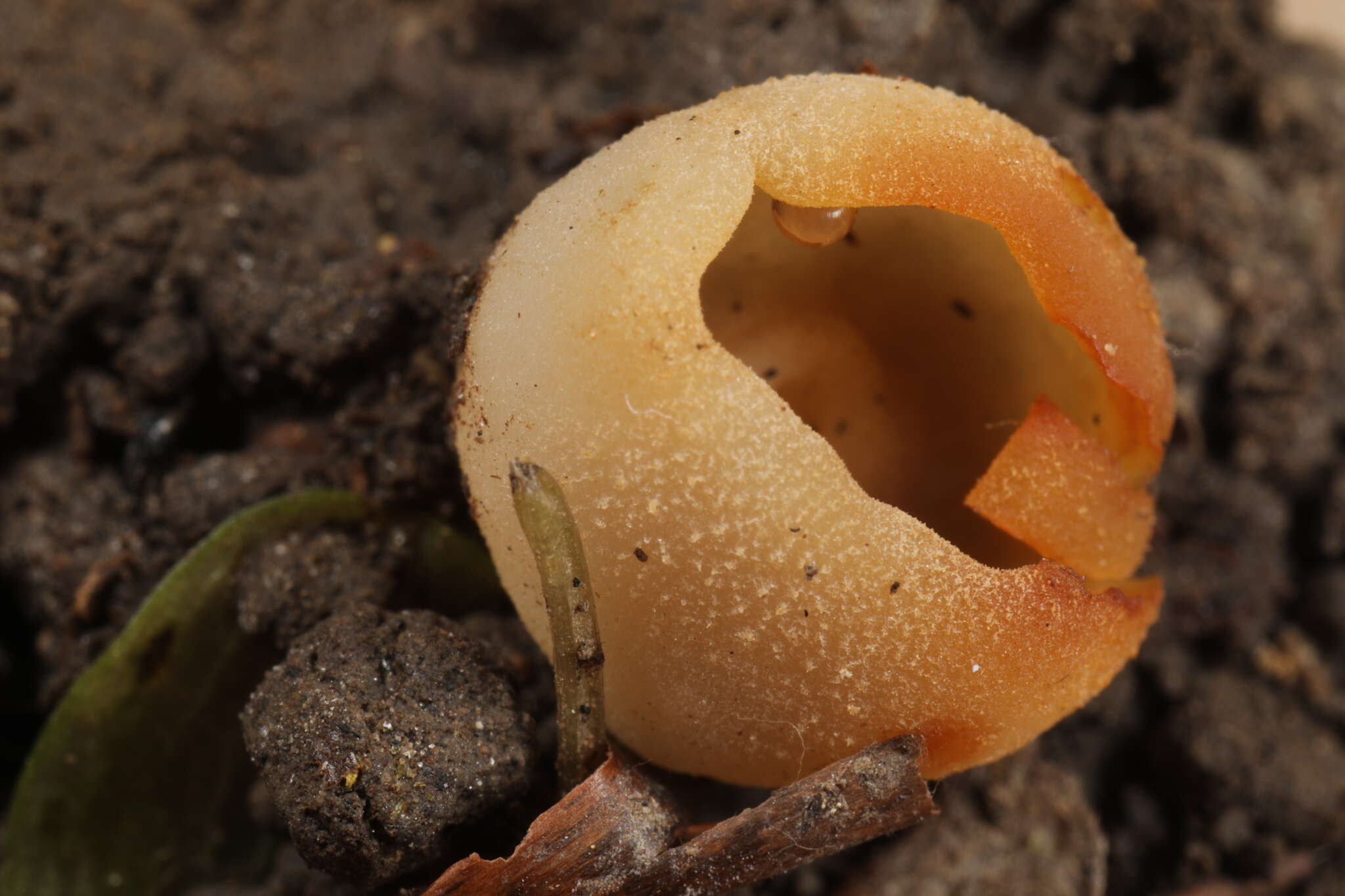 صورة Paragalactinia succosa (Berk.) Van Vooren