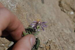 Eurybia merita (A. Nels.) G. L. Nesom resmi