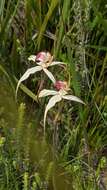 Image of Robust spider orchid