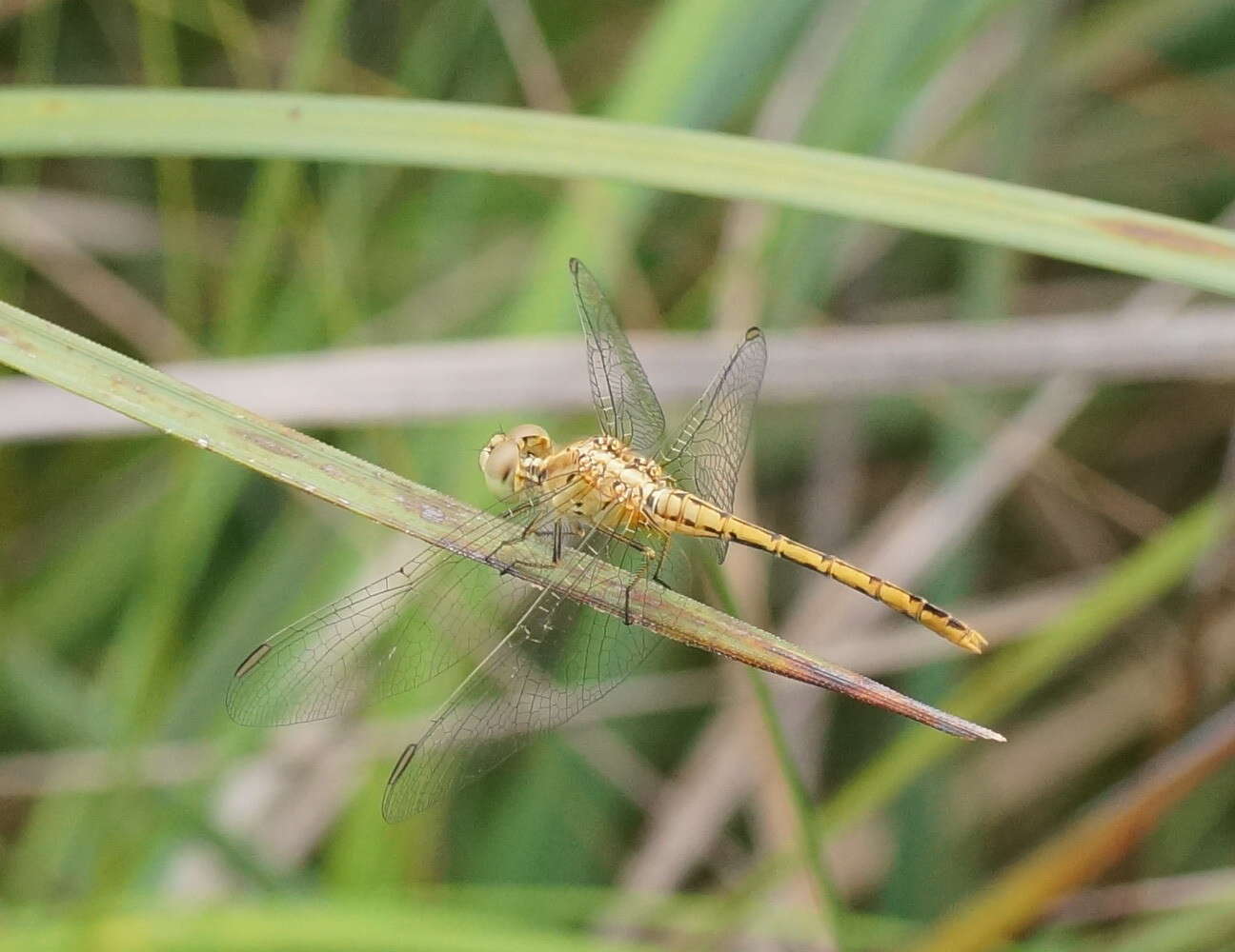 Image of Red Percher Dragonfly