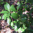 Image of Denhamia fasciculiflora (Jessup) M. P. Simmons