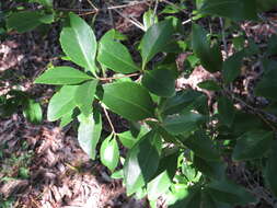 Image of Denhamia fasciculiflora (Jessup) M. P. Simmons