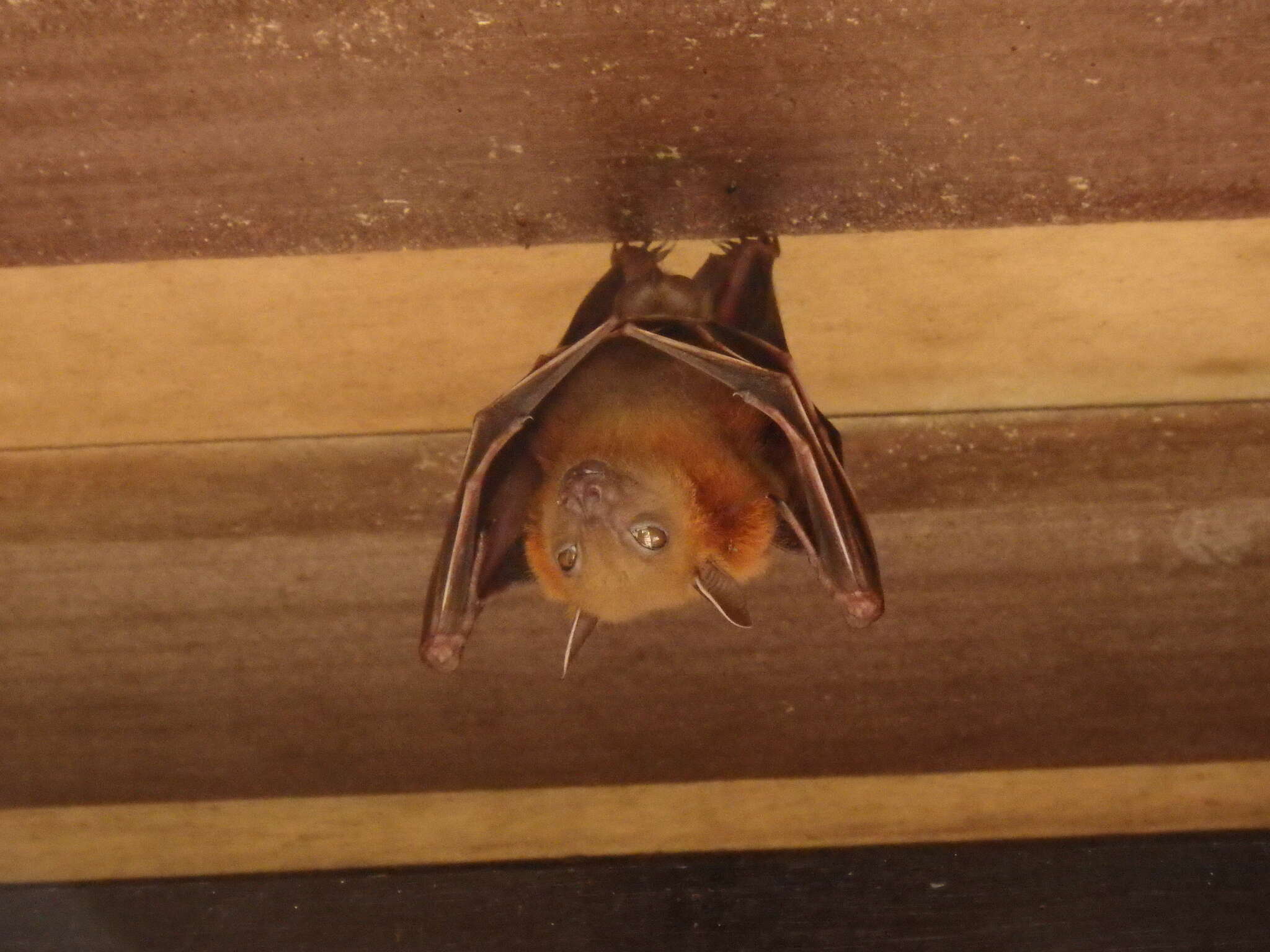 Image of Common Short-nosed Fruit Bat