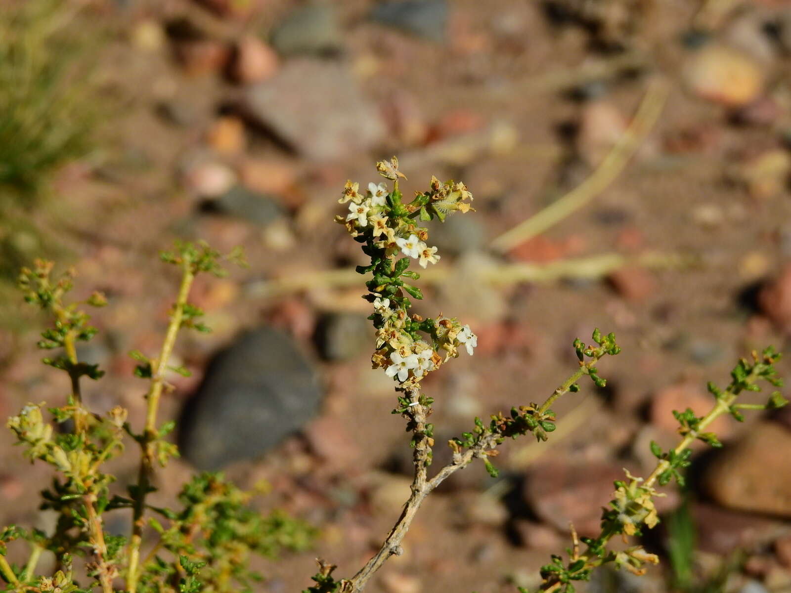 Sivun Acantholippia kuva