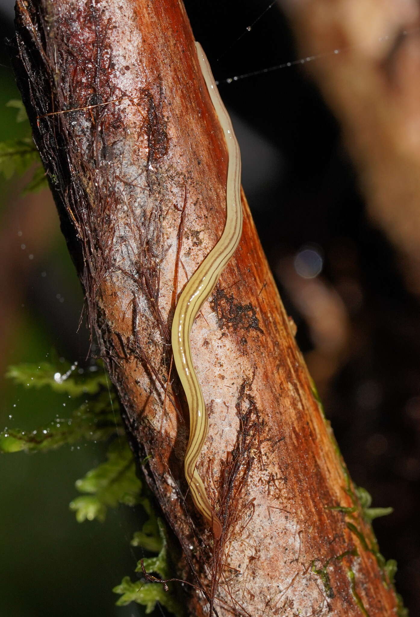 Fletchamia mediolineata (Dendy 1891) resmi