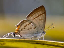 Слика од Hypolycaena thecloides (Felder 1860)