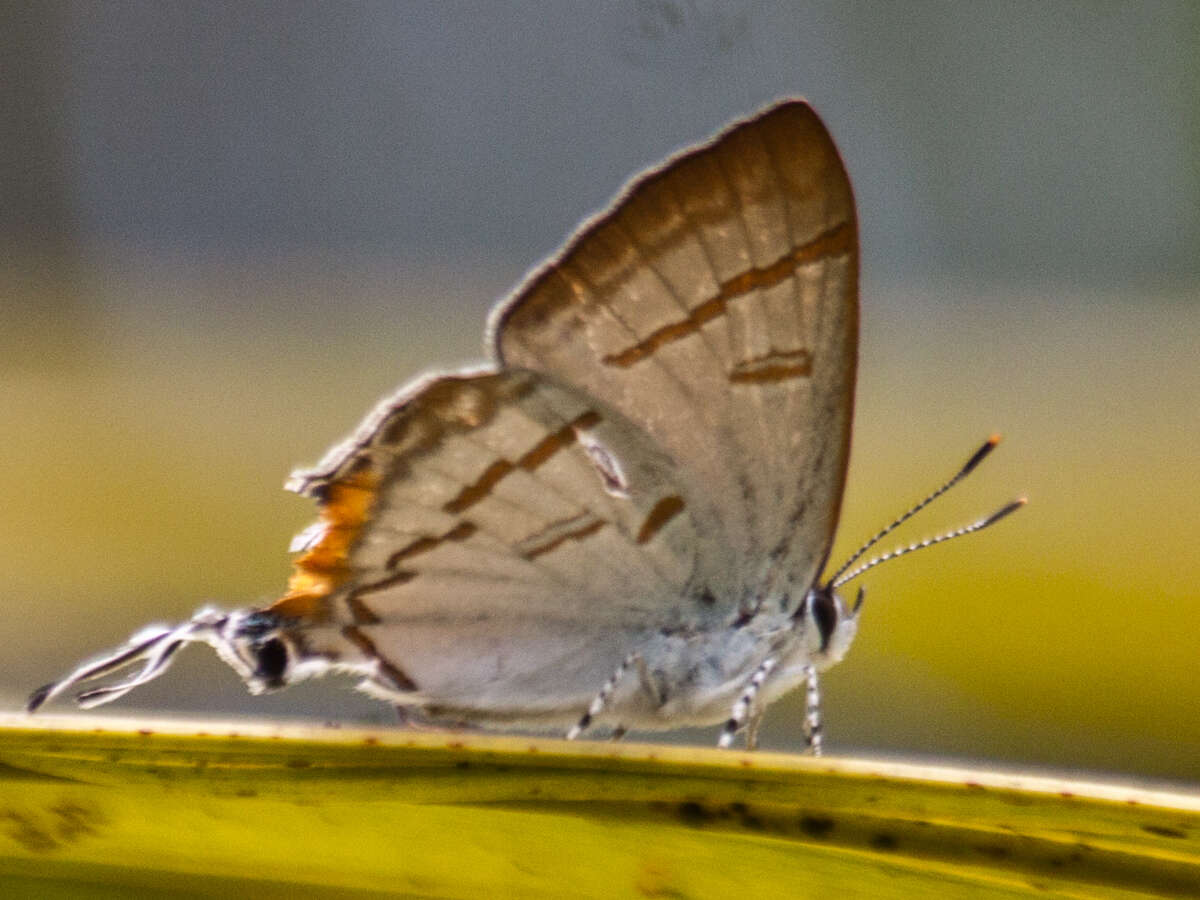 Слика од Hypolycaena thecloides (Felder 1860)