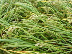 Image of Poa foliosa (Hook. fil.) Hook. fil.