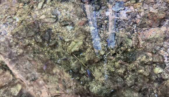 Image of Devil's Hole pupfish