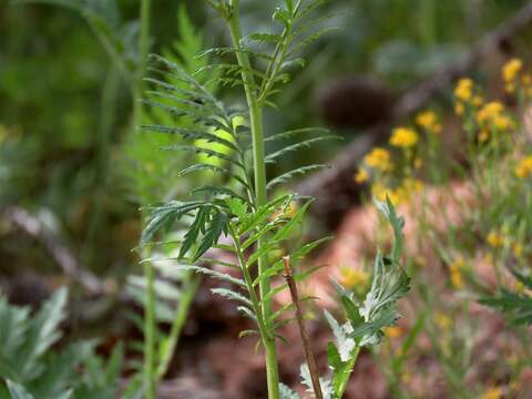 Plancia ëd Descurainia tanacetifolia (L.) Prantl