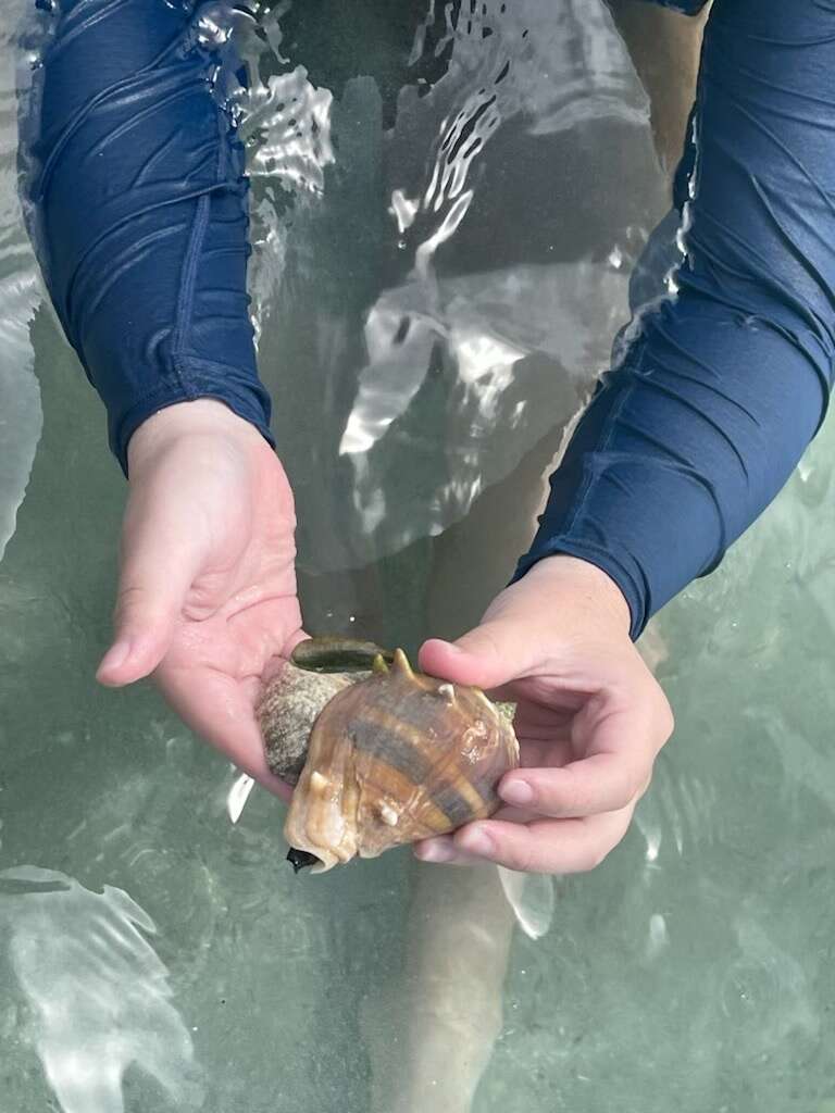 Image of West Indian crown conch