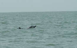 Image of Atlantic Hump-backed Dolphin