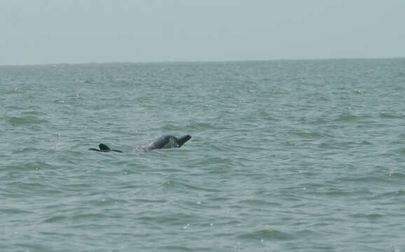 Image of Atlantic Hump-backed Dolphin