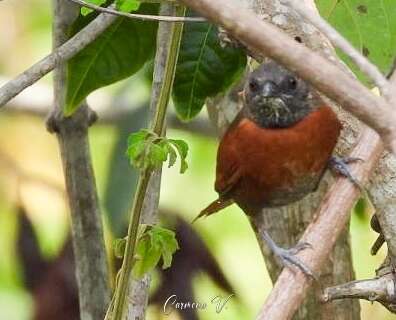 Image of Rufous-breasted Spinetail