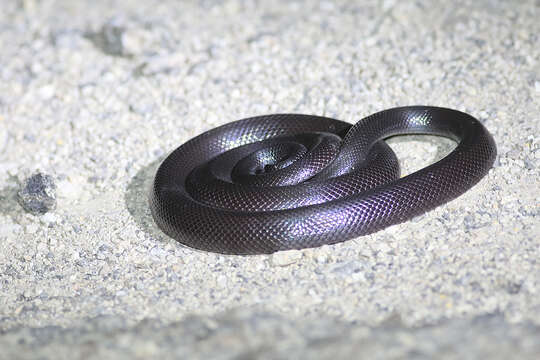 Image of Israeli Mole Viper